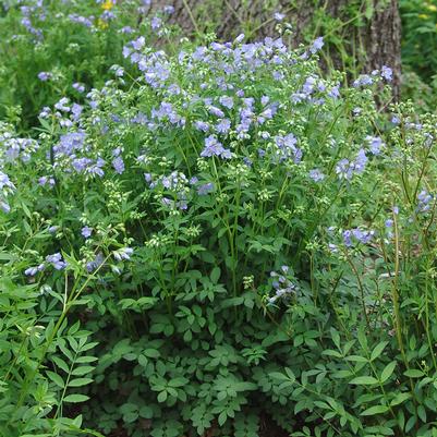 Polemonium reptans 