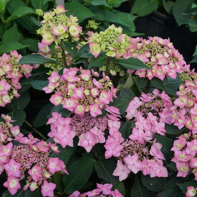 Hydrangea mac. subsp. serrata Let's Dance Can Do®