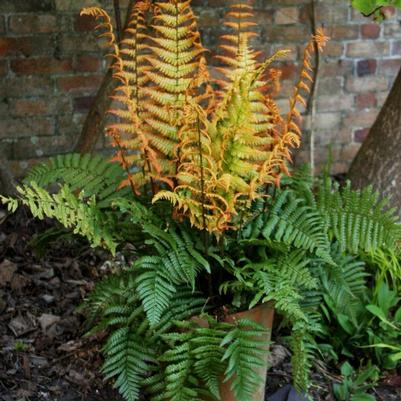 Dryopteris wallichiana 'Jurassic Gold'