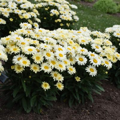 Leucanthemum Amazing Daisies® 'Banana Cream II'