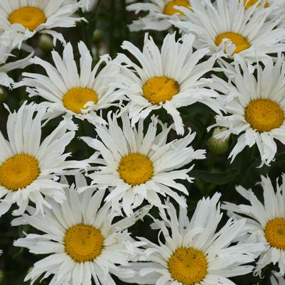 Leucanthemum Amazing Daisies® 'Spun Silk'