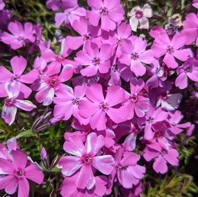 Phlox subulata Spring Purple