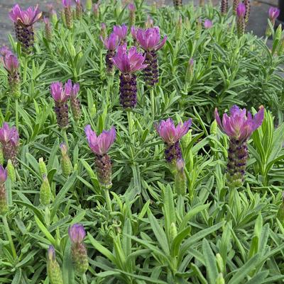 Lavandula stoechas 'Primavera'
