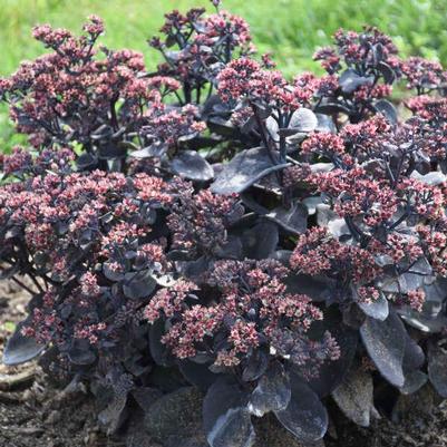 Sedum Rock 'N Grow® 'Back in Black