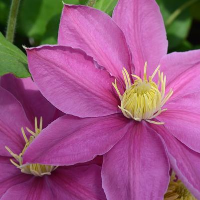 Clematis Alaina™