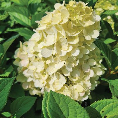 Hydrangea paniculata Little Lime Punch®