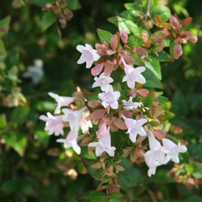 Abelia 'Edward Goucher'