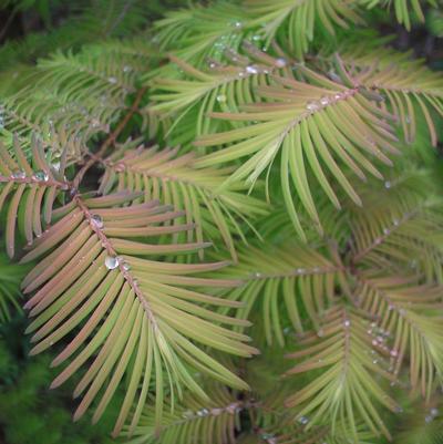 Metasequoia glyptostroboides 'Soul Fire'