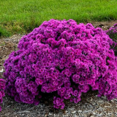 Aster novae-angliae 'Pink Crush'