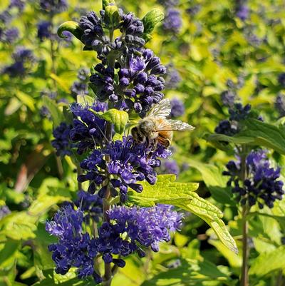 Caryopteris x cland. Beekeeper™