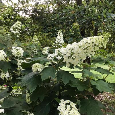 Hydrangea quercifolia 'Snowcicle'