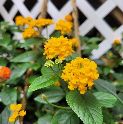 Lantana 