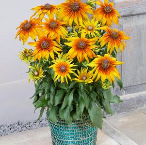 Echibeckia™ Summerina® Sunchaser