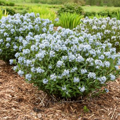 Amsonia tabernaemontana 'Starstruck'