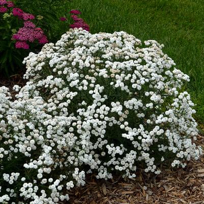 Achillea ptarmica 'Peter Cottontail'