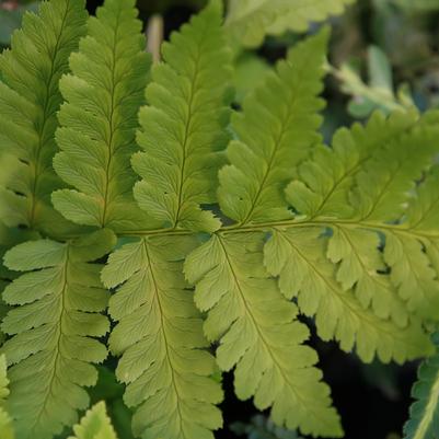 Dryopteris clintoniana 
