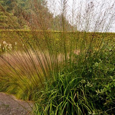 Molinia 'Dark Beauty'