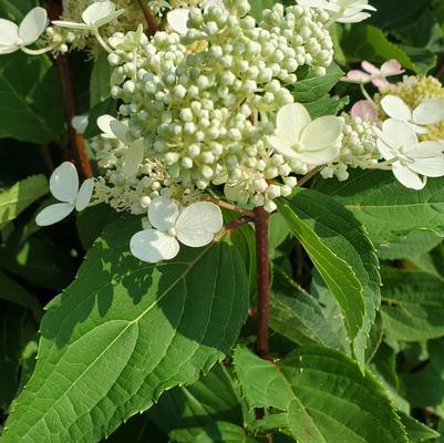 Hydrangea pan. Torch