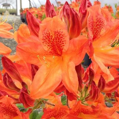 Azalea 'Dragon Fire'