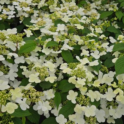 Viburnum plicatum var. tomentosum Steady Eddy®