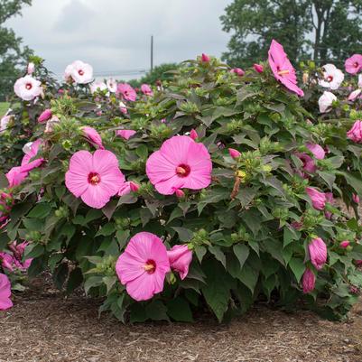 Hibiscus moscheutos Head Over Heels® Adore