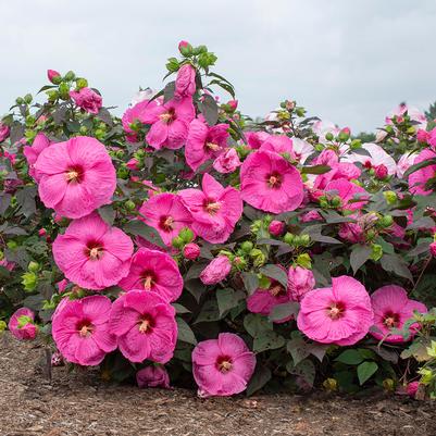Hibiscus moscheutos Head Over Heels® Passion