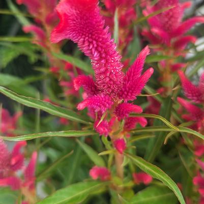 Celosia 'Twisted Strawberry'