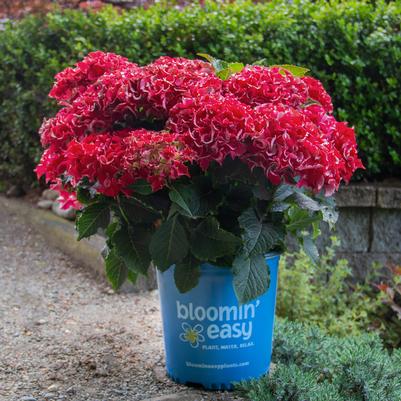 Hydrangea macrophylla Frill Ride®