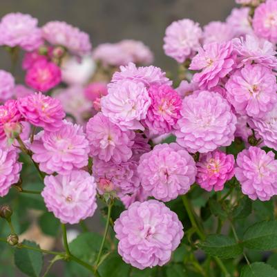Rosa Pretty Polly® Lavender