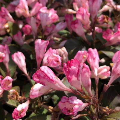 Weigela X Afterglow™