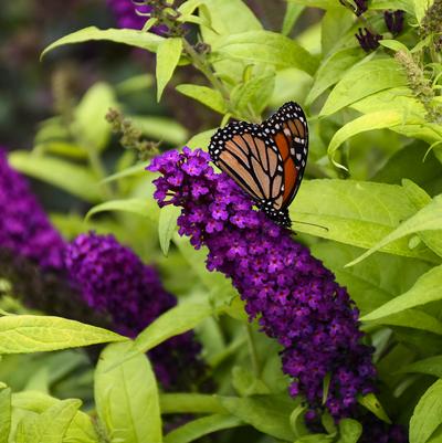 Buddleia Monarch® 'Crown Jewels'