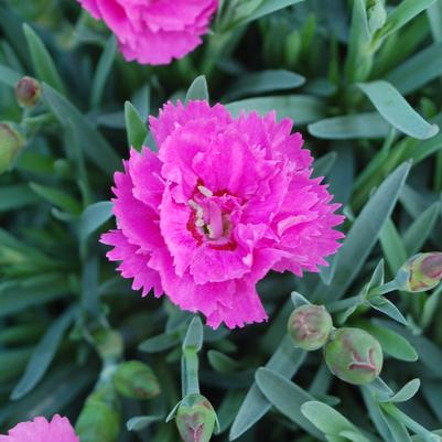 Dianthus x Everlast™ - Orchid