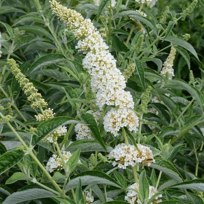 Buddleia Humdinger® 'Little Angel'