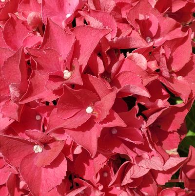 Hydrangea mac. HI™ Fire