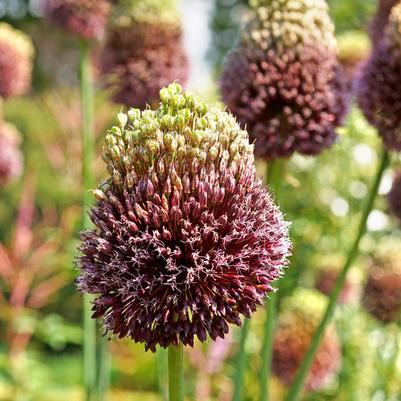 Allium amethystinum 'Red Mohican'