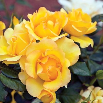 Rosa Gold Struck™
