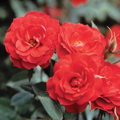 Rosa Autumn Sunblaze®