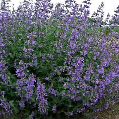 Nepeta Six Hills Giant