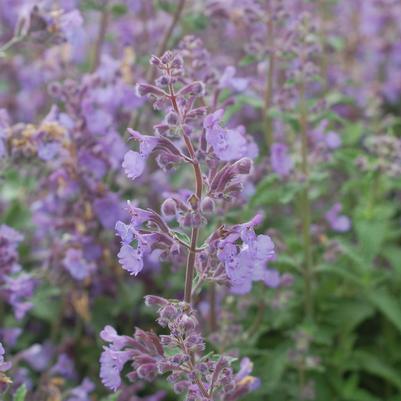 Nepeta racemosa 'Walkers Low'