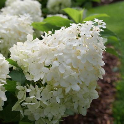 Hydrangea pan. Puffer Fish®