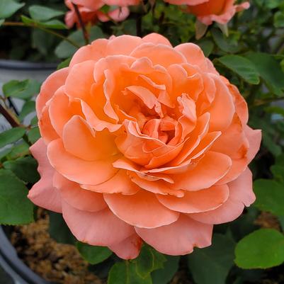 Rosa x Reminiscent® Coral