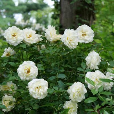 Rosa x Reminiscent® Crema