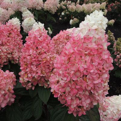 Hydrangea paniculata Magical® Ruby Snow