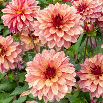 Dahlia 'Crème de Cognac'