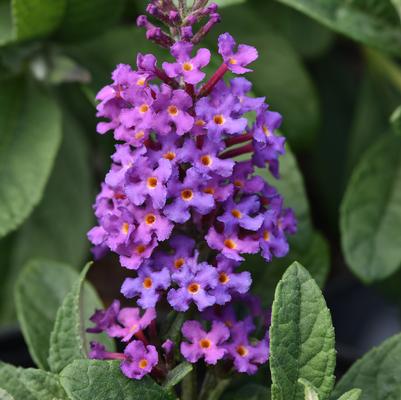 Buddleia Chrysalis™ Blue