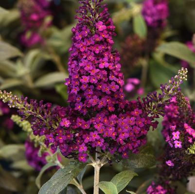 Buddleia Chrysalis™ Cranberry