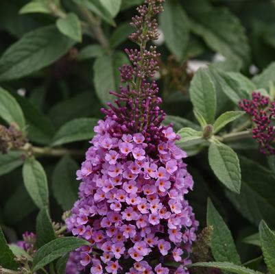 Buddleia Chrysalis™ Pink