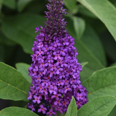 Buddleia Chrysalis™ Purple