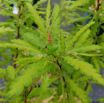 Comptonia peregrina NativeStar® 'Blue Sea'