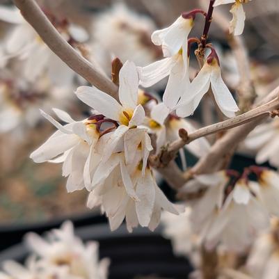 Abeliophyllum distichum 